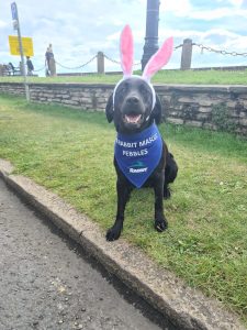 Worthing Carnival Rabbit Waste Management Mascot